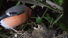 Bullfinch bother