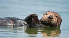 A floating sea otter