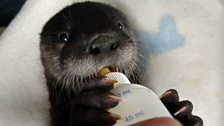 An orphaned otter cub