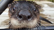 An inquisitive otter cub