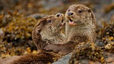 Social otters