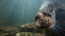 An otter underwater