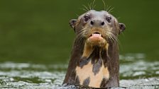 A giant river otter