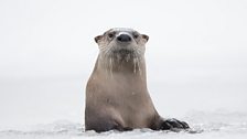 A North American river otter