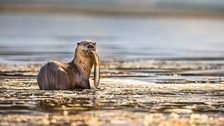 An otter with its catch