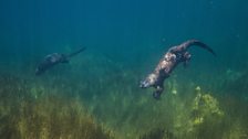 Diving otters