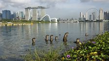 Singapore’s otter family