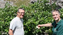 The Llangollen Whitebeam