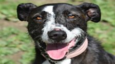 Can you help Missy find a home?