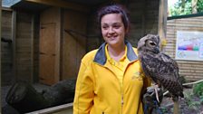 Working with Owls