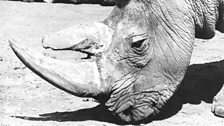 A northern white rhino