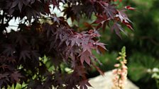 The Oregon Garden: Silver-gilt medal