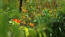 London Glades: Best Garden for Changing World, Gold medal