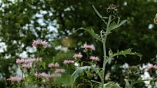 London Glades: Best Garden for Changing World, Gold medal