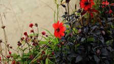 The Perennial Sanctuary Garden: Silver-gilt medal