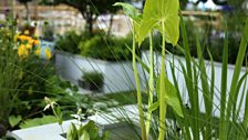 The Urban Rain Garden: Silver Gilt-medal