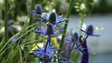 The Urban Rain Garden: Silver-gilt medal