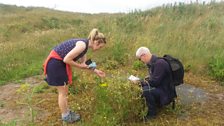 At Pembrey Burrows