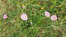 ...that's nearly a fifth of all native flowers found in Wales