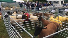 Sheep on Display