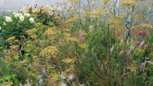 Fronds of Fennel