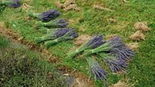 The lavender is cut