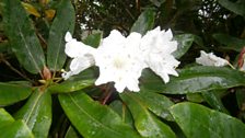 Rhododendron 'auriculatum' Y Gwyllt Portmeirion gan Gwynedd Roberts.