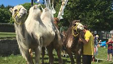 Camels getting ready for racing