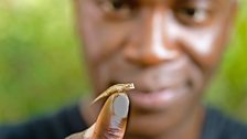 Being small helps this leaf chameleon to find food, keep out of danger and find its own space