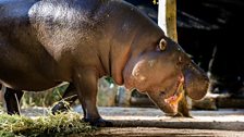 The pygmy hippo's small size makes it well adapted for life in the jungle