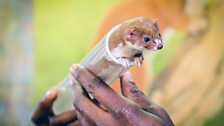 Weasels are thin enough to be able to chase mice and voles into the narrowest spaces