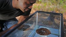 Fire ants join together to form floating rafts that endure rainforest floods