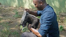 Honey badgers' loose skin enables them to twist around when bitten, and bite back!