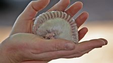 The pink fairy armadillo is one of Argentina's most elusive animals