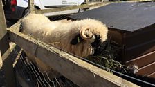 It was a short journey to the next location, the Church Farm Rare Breeds Centre in Stow Bardolph