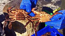 Ballywalter Shellfish: