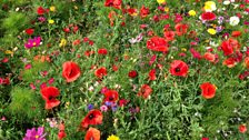 Field of flowers