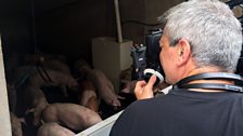 Behind the scenes at the pig farm in Castlecaulfield