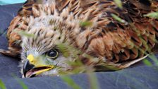 A beautiful little Red Kite chick