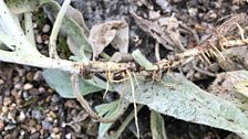 Splitting Stachys