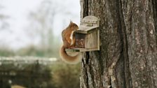 Red Squirrels