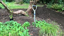 Planting Under Shrubs