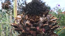 Cardoon Drama