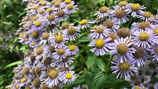 Autumn Asters