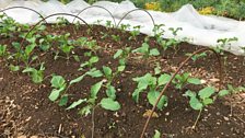 Purple Sprouting Broccoli