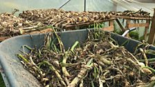 Onion Drying