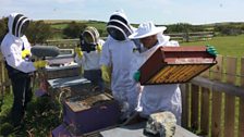 In the apiary