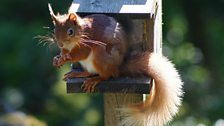 Red v Grey Squirrels