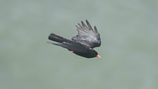 It's all about the Chough