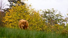 Autumn Cow